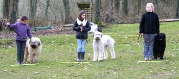 Stage en février les enfants avec chien