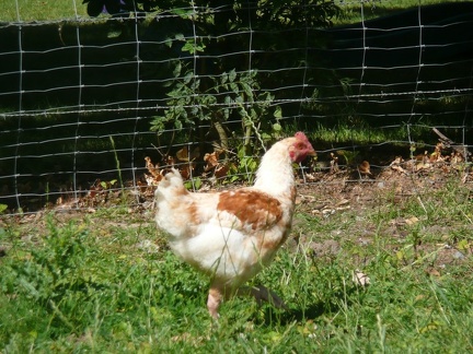 pedadog stage enfant chien 20150710104412