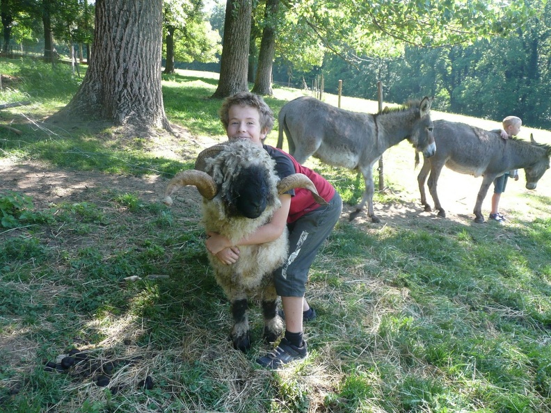 pedadog_stage_enfant_chien_20150710105227.jpg