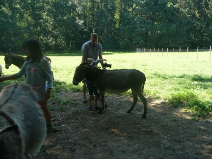 pedadog stage enfant chien 20150710105434