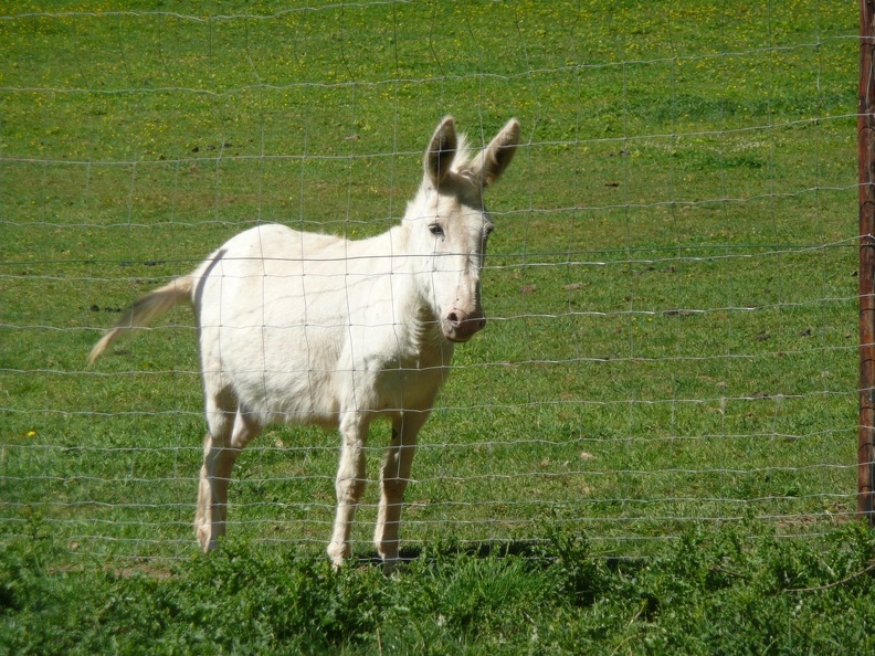 pedadog_stage_enfant_chien_20150710105713.jpg