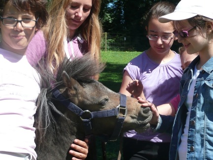 pedadog stage enfant chien 20150710105950