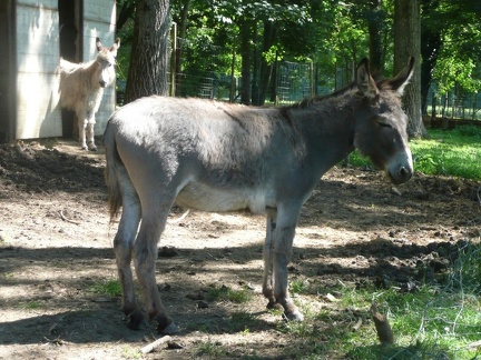 pedadog stage enfant chien 20150710110636