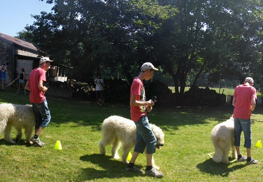 26 diapo pedadog enfant chien stage juillet 2017 jeudi