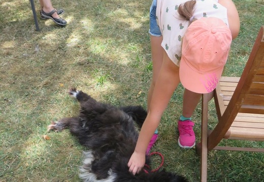 016 pedadog enfant chien stage aout 2018