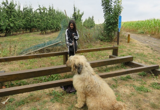 083 pedadog enfant chien stage aout 2018