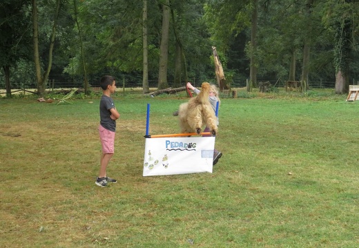 137 pedadog enfant chien stage aout 2018