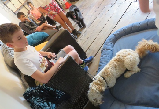 202 pedadog enfant chien stage aout 2018