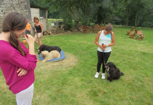 061 pedadog enfant chien stage juillet 2018