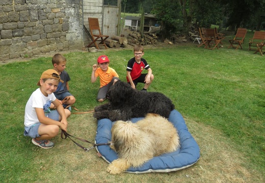 062 pedadog enfant chien stage juillet 2018