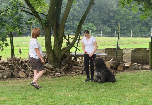 097 pedadog enfant chien stage juillet 2018