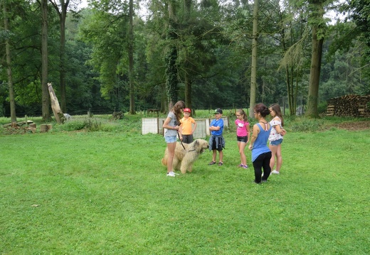 099 pedadog enfant chien stage juillet 2018