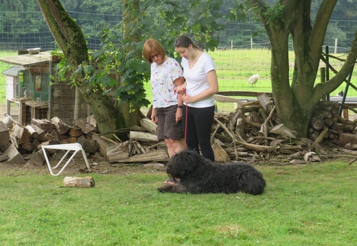 104 pedadog enfant chien stage juillet 2018