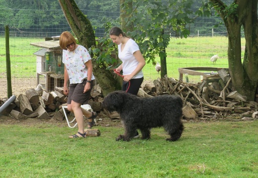 105 pedadog enfant chien stage juillet 2018