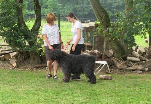 106 pedadog enfant chien stage juillet 2018