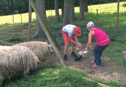 78 pedadog enfant chien stage aout 2017 lundi