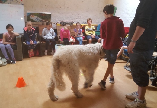 43 pedadog enfant chien stage aout 2017 mardi