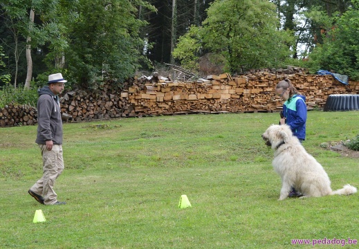 14 pedadog enfant chien stage juillet 2017 mardi