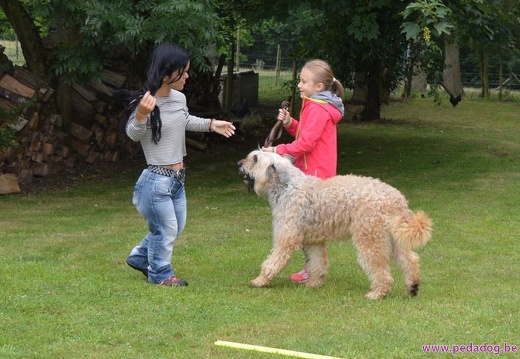 16 pedadog enfant chien stage juillet 2017 mardi