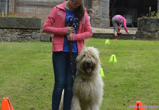 18 pedadog enfant chien stage juillet 2017 mardi