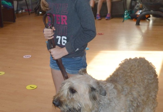 13 pedadog enfant chien stage juillet 2017 mercredi