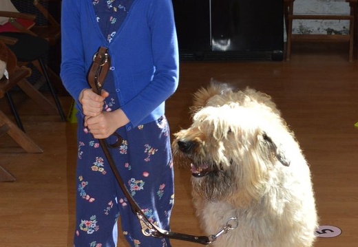 20 pedadog enfant chien stage juillet 2017 mercredi