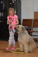 22 pedadog enfant chien stage juillet 2017 mercredi