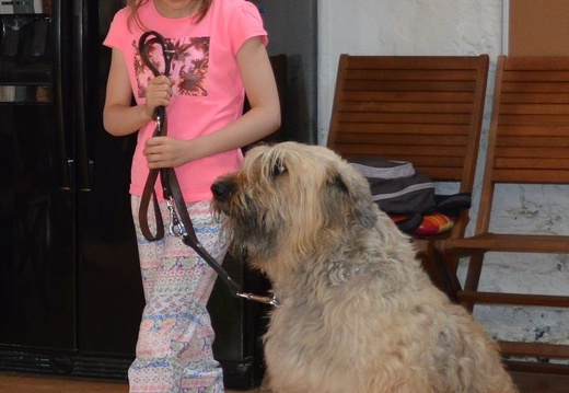 22 pedadog enfant chien stage juillet 2017 mercredi