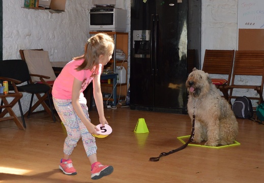 23 pedadog enfant chien stage juillet 2017 mercredi