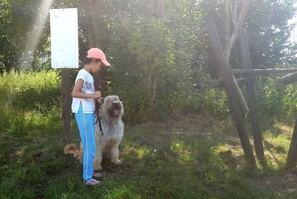 7 pedadog enfant chien stage juillet 2017 vendredi