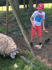 79 pedadog enfant chien stage aout 2017 lundi