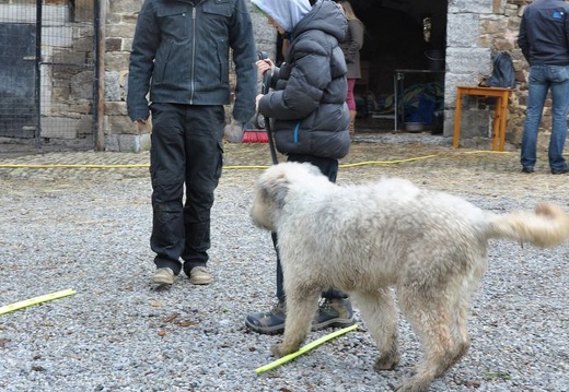 55 enfant chien paques