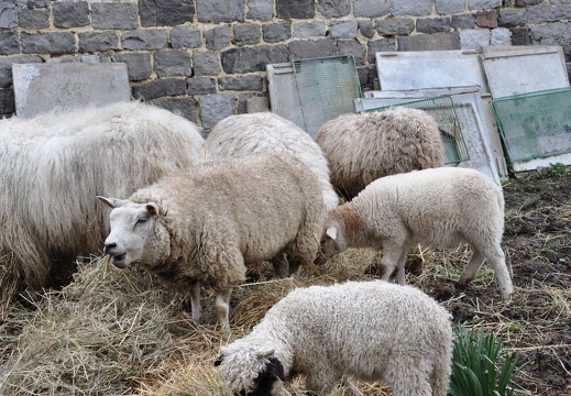 61 enfant chien paques