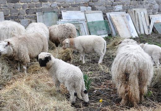 60 enfant chien paques