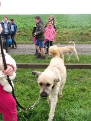 28 enfant chien pedadog 2019-12-26