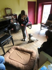 48 enfant chien pedadog 2019-12-24