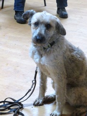 74 enfant chien pedadog 2019-12-27