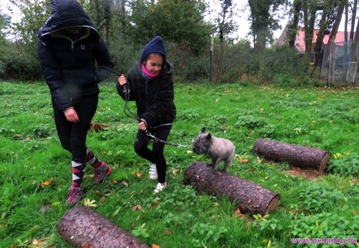 43 enfant chien pedadog 2019-11-01