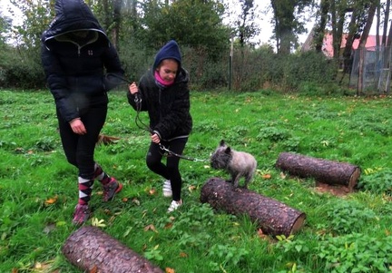 43 enfant chien pedadog 2019-11-01