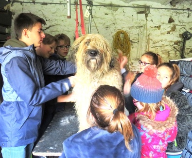 54 enfant chien pedadog 2019-10-30