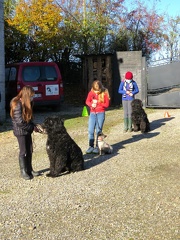 15 enfant chien pedadog 2020-11-04