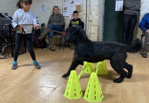 Stage mai 2023, les enfants et les chiens