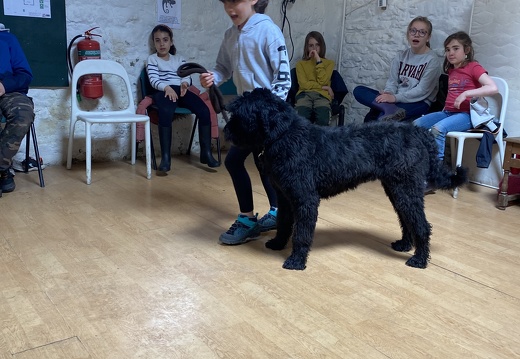 Stage mai 2023, les enfants et les chiens