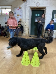 Stage mai 2023, les enfants et les chiens