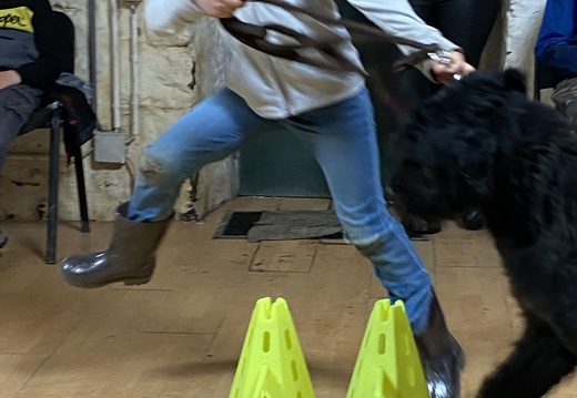 Stage mai 2023, les enfants et les chiens