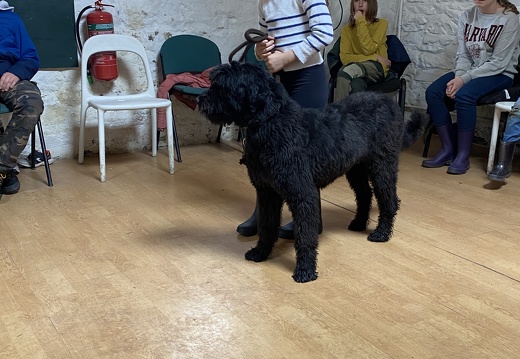 Stage mai 2023, les enfants et les chiens