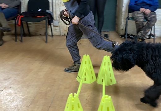 Stage mai 2023, les enfants et les chiens