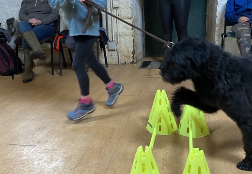 Stage mai 2023, les enfants et les chiens