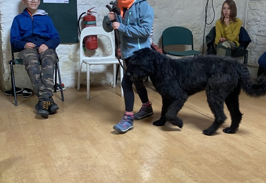Stage mai 2023, les enfants et les chiens