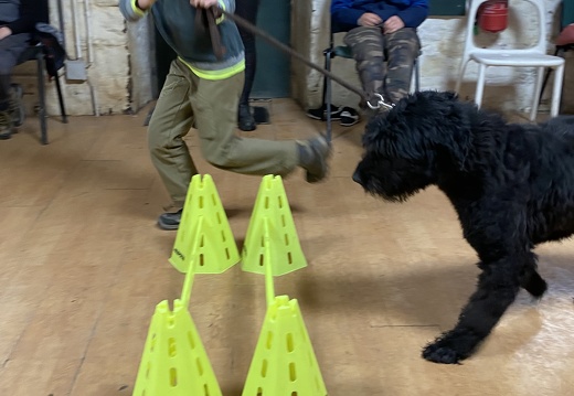 Stage mai 2023, les enfants et les chiens
